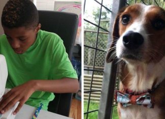Menino costura lindos laços para ajudar cães e gatos abandonados a serem adotados