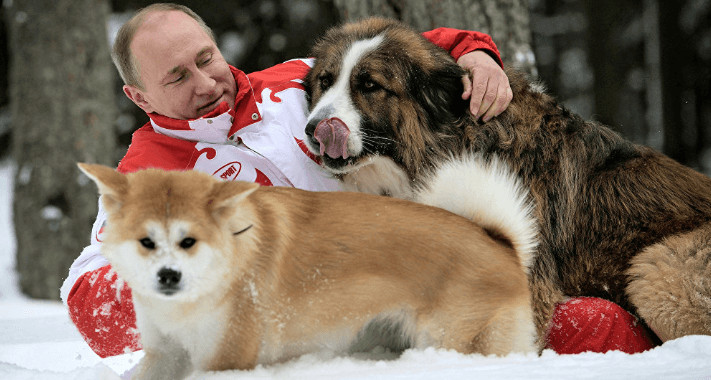 contioutra.com - Vladimir Putin assina lei que pro&iacute;be crueldade com animais na R&uacute;ssia