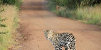 Garoto de 14 anos luta contra leopardo e salva seu primo de 7 anos Garoto de 14 anos luta contra leopardo e salva seu primo de 7 anos