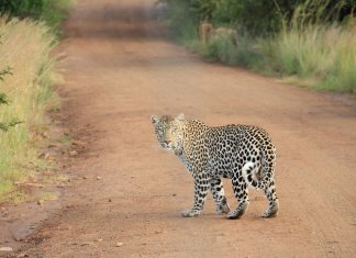 Garoto de 14 anos luta contra leopardo e salva seu primo de 7 anos