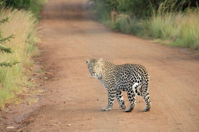 Garoto de 14 anos luta contra leopardo e salva seu primo de 7 anos