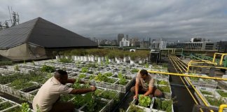 Shopping em SP cria horta com o uso de resíduos da praça de alimentação