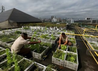 Shopping em SP cria horta com o uso de resíduos da praça de alimentação