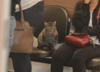 Gato foge de casa para acompanhar velório de sua dona