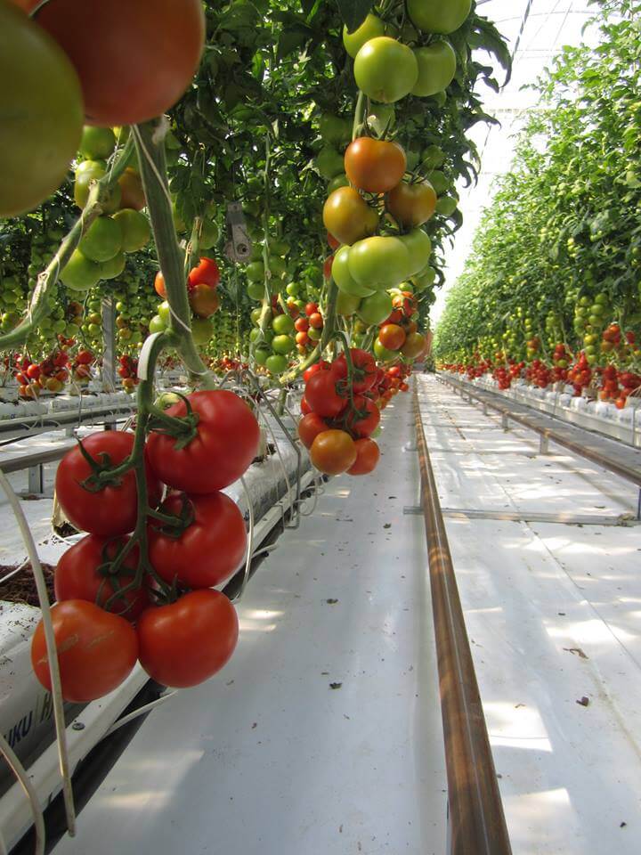 contioutra.com - Fazenda solar produz 17.000 toneladas de alimentos sem agrotóxicos e sem agredir o solo