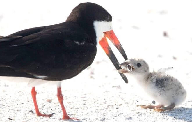 asomadetodosafetos.com - Foto registra ave alimentando filhote com cigarro
