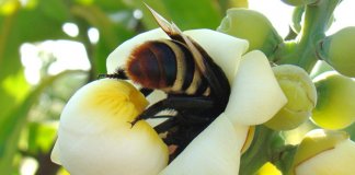 Agricultura brasileira é dependente de polinizadores ameaçados de extinção