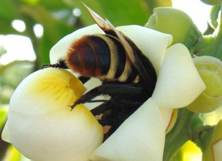 Agricultura brasileira é dependente de polinizadores ameaçados de extinção