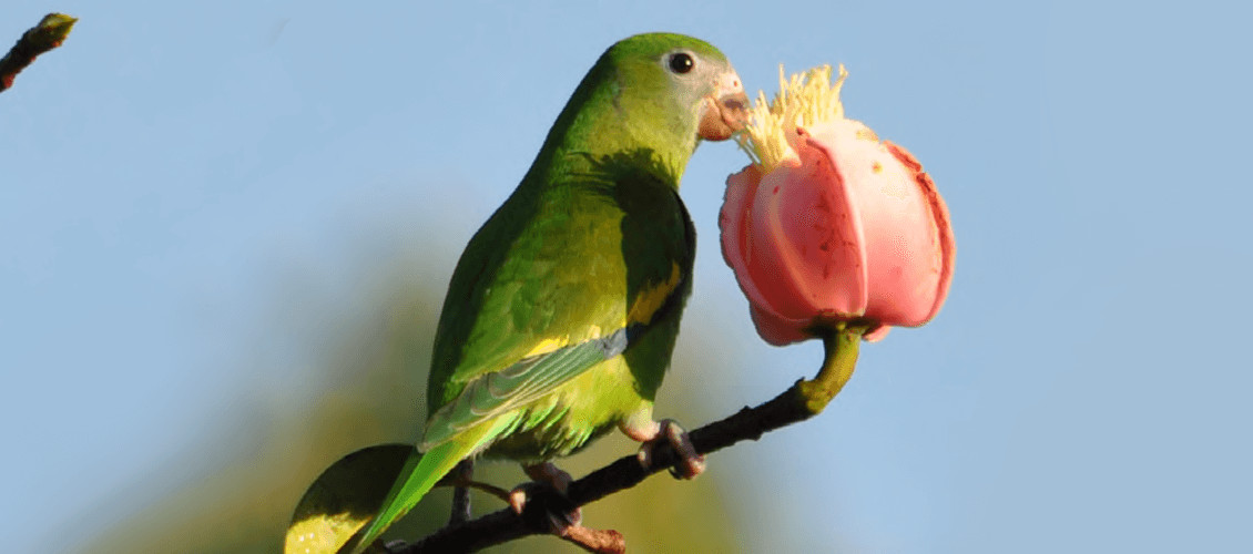 contioutra.com - Agricultura brasileira &eacute; dependente de polinizadores amea&ccedil;ados de extin&ccedil;&atilde;o