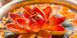 7 passos para ser feliz de acordo com os hindus 7 passos para ser feliz de acordo com os hindus