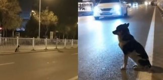 Há um ano, cachorrinho volta todos os dias ao mesmo lugar para esperar por seu dono, que já faleceu. Há um ano, cachorrinho volta todos os dias ao mesmo lugar para esperar por seu dono, que já faleceu.