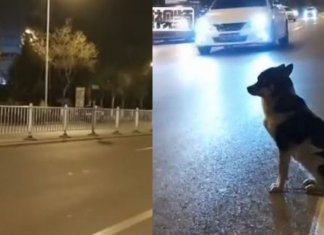 Há um ano, cachorrinho volta todos os dias ao mesmo lugar para esperar por seu dono, que já faleceu.