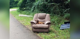 Cachorro abandonado com móveis velhos pensava que seu dono voltaria para buscá-lo
