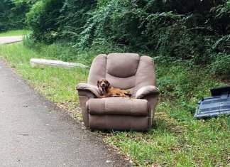 Cachorro abandonado com móveis velhos pensava que seu dono voltaria para buscá-lo