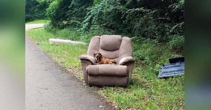 Cachorro abandonado com móveis velhos pensava que seu dono voltaria para buscá-lo