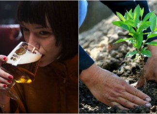 Cervejaria na Espanha planta uma árvore toda vez que alguém acessa seu site
