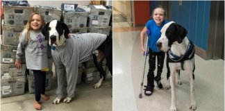 9 cirurgias não conseguiram fazê-la andar, até que um Dogue Alemão entrou em sua vida e ela conseguiu