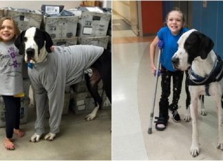 9 cirurgias não conseguiram fazê-la andar, até que um Dogue Alemão entrou em sua vida e ela conseguiu