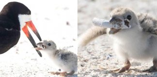 Foto registra ave alimentando filhote com cigarro