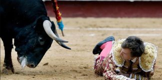 Arena em Quito será fechada e se tornará um centro de eventos familiares. Não ao abuso animal! Arena em Quito será fechada e se tornará um centro de eventos familiares. Não ao abuso animal!