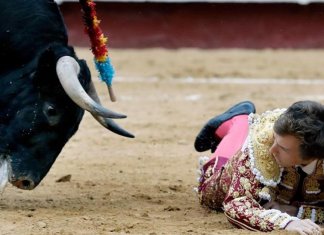 Arena em Quito será fechada e se tornará um centro de eventos familiares. Não ao abuso animal!
