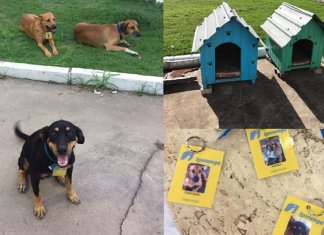 Posto de gasolina “contrata” três cachorros de rua que viviam no local