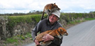 Este homem salvou a vida de duas raposas e agora elas estão sempre ao seu lado Este homem salvou a vida de duas raposas e agora elas estão sempre ao seu lado