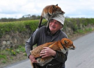 Este homem salvou a vida de duas raposas e agora elas estão sempre ao seu lado