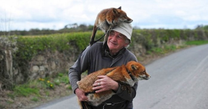 Este homem salvou a vida de duas raposas e agora elas estão sempre ao seu lado