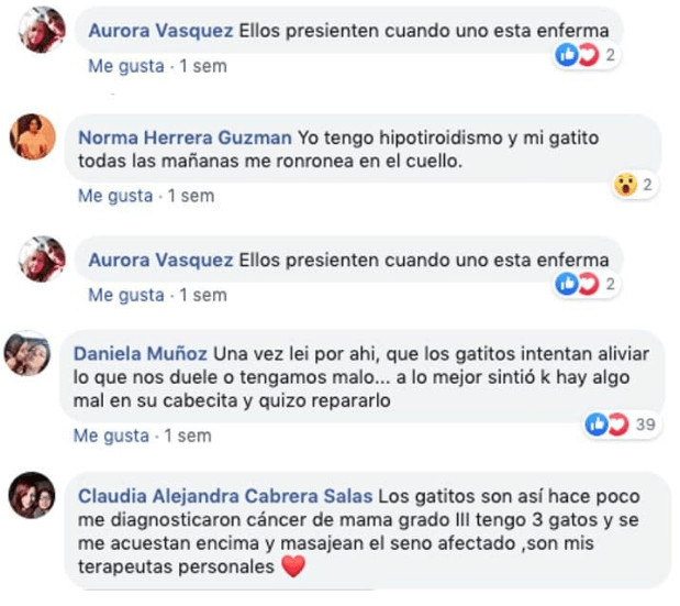 contioutra.com - Idosa foi diagnosticada com dem&ecirc;ncia e o seu gato n&atilde;o para de lhe acariciar a cabe&ccedil;a