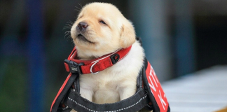 Nos EUA já é possível adotar filhotes que falharam no treinamento do governo por serem ‘fofos demais’