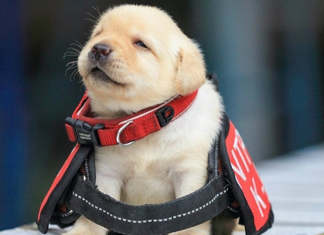 Nos EUA já é possível adotar filhotes que falharam no treinamento do governo por serem ‘fofos demais’