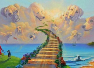 A lenda da ponte do arco-íris, o céu dos nossos animais de estimação