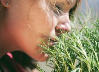 Como usar o alecrim para encher seu corpo e mente com energia