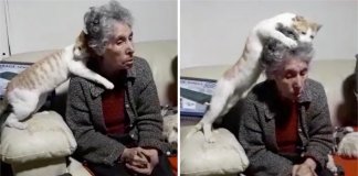 Idosa foi diagnosticada com demência e o seu gato não para de lhe acariciar a cabeça