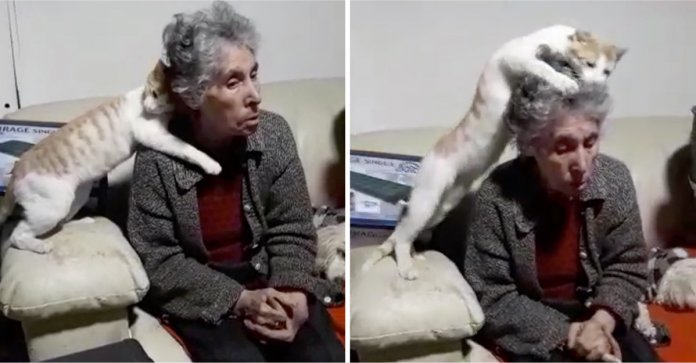 Idosa foi diagnosticada com demência e o seu gato não para de lhe acariciar a cabeça