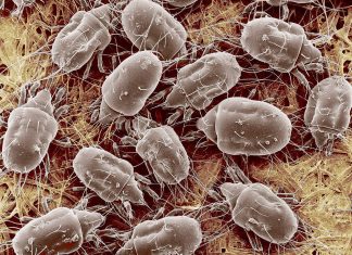 Saiba o que acontece quando você não faz a troca dos lençóis uma vez por semana