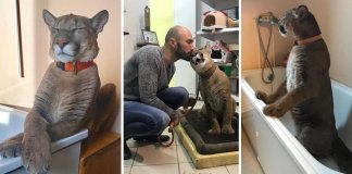 Messi nasceu tão doente que não pôde viver em liberdade. Agora ele é um gatinho gigante e mimado