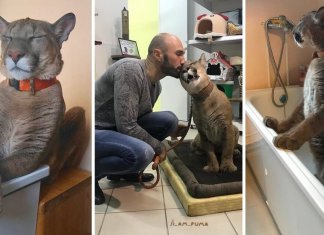 Messi nasceu tão doente que não pôde viver em liberdade. Agora ele é um gatinho gigante e mimado