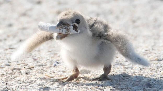 contioutra.com - Foto registra ave alimentando filhote com cigarro