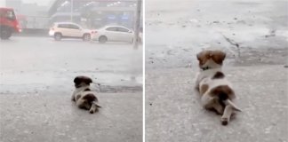 Cachorrinho deita-se a contemplar a chuva a cair em pleno temporal e acaba por viralizar nas redes sociais Por Sábias Palavras