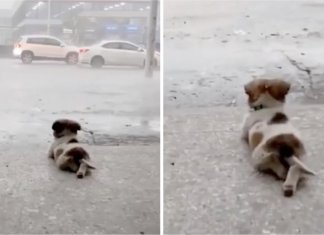 Cachorrinho deita-se a contemplar a chuva a cair em pleno temporal e acaba por viralizar nas redes sociais Por Sábias Palavras