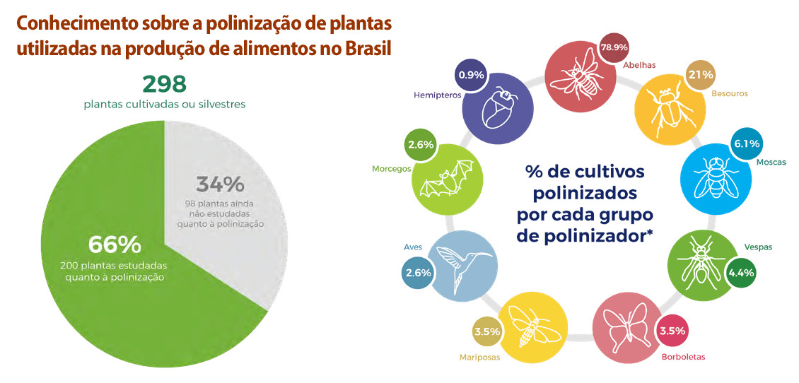 contioutra.com - Agricultura brasileira &eacute; dependente de polinizadores amea&ccedil;ados de extin&ccedil;&atilde;o