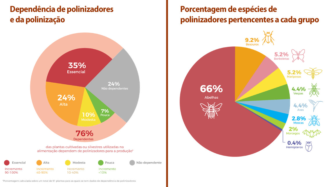 contioutra.com - Agricultura brasileira &eacute; dependente de polinizadores amea&ccedil;ados de extin&ccedil;&atilde;o