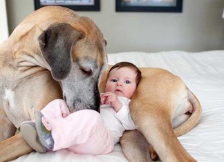 Cães de rua salvam bebê recém-nascida abandonada pela mãe