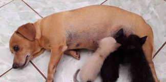Cadelinha que não pôde ser mãe resolve adotar e amamentar três gatinhos Cadelinha que não pôde ser mãe resolve adotar e amamentar três gatinhos