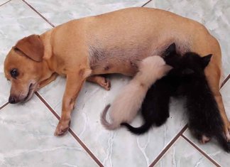 Cadelinha que não pôde ser mãe resolve adotar e amamentar três gatinhos