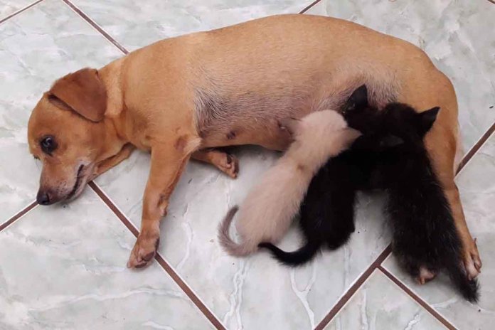 Cadelinha que não pôde ser mãe resolve adotar e amamentar três gatinhos