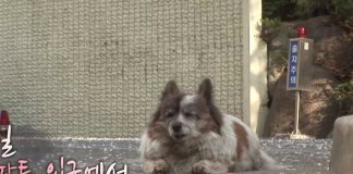 Há 10 anos, cãozinho cego espera pelo seu dono em frente ao mesmo edifício