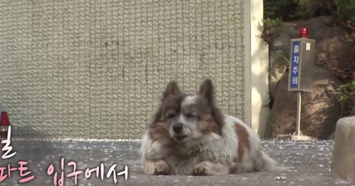 Há 10 anos, cãozinho cego espera pelo seu dono em frente ao mesmo edifício